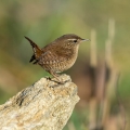 Strzek_Wren_Troglodytes_troglodytes_Strzki_Troglodytidae_44.jpg