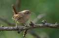 Strzek_Wren_Troglodytes_troglodytes_Strzki_Troglodytidae_52.jpg
