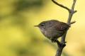 Strzek_Wren_Troglodytes_troglodytes_Strzki_Troglodytidae_63.jpg