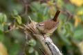 Strzek_Wren_Troglodytes_troglodytes_Strzki_Troglodytidae_67.jpg
