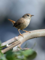 Strzek_Wren_Troglodytes_troglodytes_Strzki_Troglodytidae_76.jpg