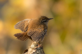 Strzek_Wren_Troglodytes_troglodytes_Strzki_Troglodytidae_84.jpg