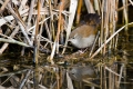 Svilnica_Cettis_warbler_Cettia_cetti_Penice_Sylviidae_03.jpg