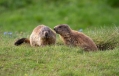 Svizec_Marmot_14.jpg
