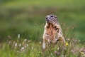 Svizec_Marmot_15.jpg