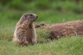 Svizec_Marmot_19.jpg