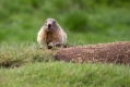Svizec_Marmot_21.jpg