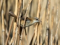 Tamariskovka_Moustached_warbler_Acrocephalus_melanopogon_Penice_Sylviidae_05.jpg