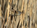 Tamariskovka_Moustached_warbler_Acrocephalus_melanopogon_Penice_Sylviidae_06.jpg