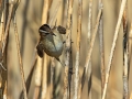 Tamariskovka_Moustached_warbler_Acrocephalus_melanopogon_Penice_Sylviidae_07.jpg