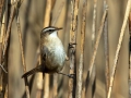 Tamariskovka_Moustached_warbler_Acrocephalus_melanopogon_Penice_Sylviidae_09.jpg
