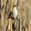 Tamariskovka_Moustached_warbler_Acrocephalus_melanopogon_Penice_Sylviidae_10.jpg