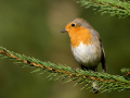 Tascica_Robin_Erithacus_rubecula_Drozgi_Turdidae_37.jpg