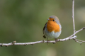 Tascica_Robin_Erithacus_rubecula_Drozgi_Turdidae_39.jpg