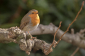 Tascica_Robin_Erithacus_rubecula_Drozgi_Turdidae_40.jpg