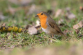 Tascica_Robin_Erithacus_rubecula_Drozgi_Turdidae_41.jpg