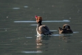 Tatarska_zvizgavka_Red_crested_pochard_Netta_rufina_07.jpg