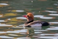 Tatarska_zvizgavka_Red_crested_pochard_Netta_rufina_08.jpg