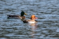 Tatarska_zvizgavka_Red_crested_pochard_Netta_rufina_09.jpg