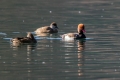 Tatarska_zvizgavka_Red_crested_pochard_Netta_rufina_12.jpg
