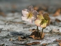 Teloh_Helleborus_02.jpg