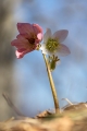 Teloh_Helleborus_03.jpg