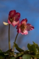 Teloh_Helleborus_05.jpg