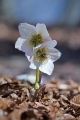 Teloh_Helleborus_06.jpg