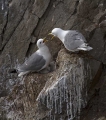 Triprsti_galebKittiwake_Rissa_tridactyla_Galebi_Laridae_02.jpg