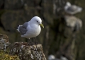 Triprsti_galebKittiwake_Rissa_tridactyla_Galebi_Laridae_03.jpg