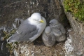 Triprsti_galeb_Kittiwake_Rissa_tridactyla_Galebi_Laridae_01.jpg