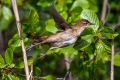 Trstni_cvrcalec_Savis_warbler_Locustella_luscinioides_Penice_Silviidae_Trstni_cvrcalec_06.jpg