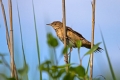 Trstni_cvrcalec_Savis_warbler_Locustella_luscinioides_Penice_Silviidae_Trstni_cvrcalec_08.jpg