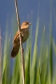 Trstni_cvrcalec_Savis_warbler_Locustella_luscinioides_Penice_Silviidae_Trstni_cvrcalec_16.jpg