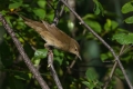 Trstni_cvrcalec_Savis_warbler_Locustella_luscinioides_Penice_Silviidae_Trstni_cvrcalec_26.jpg