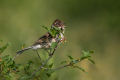 Trstni_strnad_Reed_bunting_42.jpg