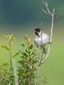 Ime datoteke=Trstni_strnad_Reed_bunting_43.jpg
Velikost datoteke=254KB
Dimenzija=675x900
Datum objave=02.07.2025 Trstni_strnad_Reed_bunting_43.jpg