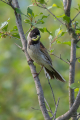 Trstni_strnad_Reed_bunting_44.jpg