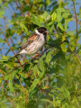 Trstni_strnad_Reed_bunting_46.jpg