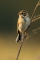 Trstni_strnad_Reed_bunting_51.jpg