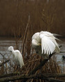 Velika_bela_caplja_Great_white_egret_Egretta_alba_Caplje_Ardeidae_015.jpg