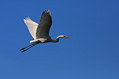 Velika_bela_caplja_Great_white_egret_Egretta_alba_Caplje_Ardeidae_016.jpg
