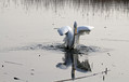 Velika_bela_caplja_Great_white_egret_Egretta_alba_Caplje_Ardeidae_017.jpg