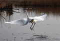 Velika_bela_caplja_Great_white_egret_Egretta_alba_Caplje_Ardeidae_019.jpg