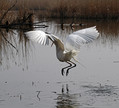 Velika_bela_caplja_Great_white_egret_Egretta_alba_Caplje_Ardeidae_020.jpg