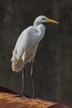 Velika_bela_caplja_Great_white_egret_Egretta_alba_Caplje_Ardeidae_025.jpg