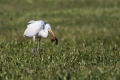 Velika_bela_caplja_Great_white_egret_Egretta_alba_Caplje_Ardeidae_027.jpg