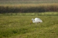 Velika_bela_caplja_Great_white_egret_Egretta_alba_Caplje_Ardeidae_031.jpg