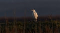 Velika_bela_caplja_Great_white_egret_Egretta_alba_Caplje_Ardeidae_047.jpg