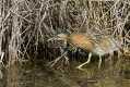 Ime datoteke=Velika_bobnarica_Bittern_Botaurus_stellaris_Caplje_Ardeidae_04.jpg
Velikost datoteke=596KB
Dimenzija=1000x667
Datum objave=18.04.2013 Velika_bobnarica_Bittern_Botaurus_stellaris_Caplje_Ardeidae_04.jpg